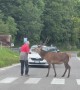 Man Coaxes Stag Through Crosswalk