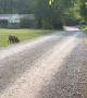 Girl Chases Her Pygmy Goats