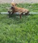 Rescuing a Fox Tangled in a Soccer Net