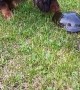 Curious Dachshunds Check Out Turtle