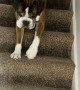 Dog Descends The Stairs