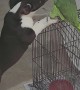 Pup and Parrot Play