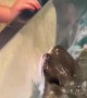 3-Year-Old Petting Cownose Rays