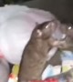 Man Interrupts Rats Having a Moment