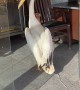 Pelican Stands In Line To Get Fish