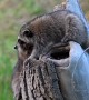 Raccoon Siblings Play On A Stump