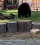 Mama Bear Relaxing While Cub Plays With the Hose