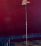 6-Year-Old Acrobat Performs at Circus