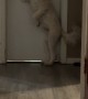 Dog Tries To Open Dad's Door