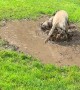 Labrador Gets Dirty in Mud Puddle