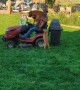 Golden Retrievers Catch a Ride on Lawn Mower