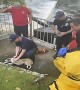 Missing dog rescued from river bank