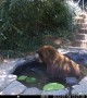 Black Bear Figures Out How to Stop a Water Fountain