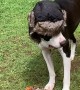Dog Wears A Hat