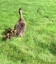 Group Work To Rescue Ducklings From Sewer