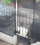 Pup Pulls Privacy Mesh Off Fence