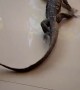 Lizard Scrambles Across Tile Floor