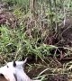 Rescuing A Cow In The Mud