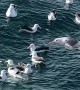 A Sea Of Albatross