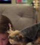 Yorkshire Terrier Watches Phone Videos