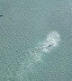 Dolphins Hunt In Synchronized Swim
