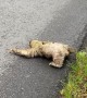 Saving a Sloth From a High Traffic Area