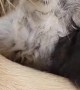 Golden Retriever Gives Newborn Kitten a Bath