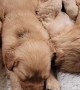 Adorable Golden Puppies Nap Together