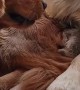 Golden Retrievers Learn to Share Newborn Kitten