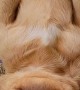 Golden Retriever Puppy Sleeps Soundly