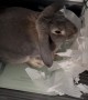 Naughty Rabbit Caught Destroying Toilet Paper Rolls