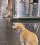 Dog Dances Towards Owner