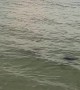 Stingrays Swim Along Beach at Sunset