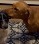 Doxie Pup Chews on His Sister's Ear