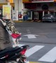 Puppy Rides Along on Motorcycle