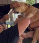 It Takes Three Guys to Trim This Anxious Pupper's Nails
