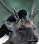 Bird Climbs On Top of Deer's Head