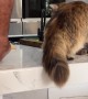 Cowardly Kitty Curious About Construction