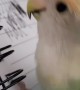 Parrot hilariously imitates scribbling pen