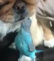 Pup and Parakeet Are Pals