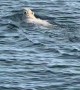 Polar Bear Encountered Swimming Far From Shore