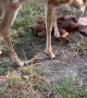 Deer Grooms A Dog
