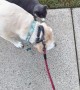 Cat Joins Dogs On A Walk