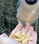 Woman Hand-Feeds Wild Blue Jay