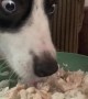 Dog has the most hilarious reaction to unexpected \'bland diet\' 