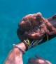 Octopus Sticks to Diver
