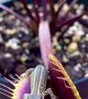 Venus Flytrap Catches Lizard