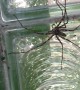 Giant Spider In The Laundry Room