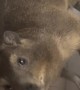 Cape Hyrax Descends Down Refrigerators
