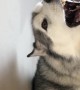Husky Named Jackson Has A Scream